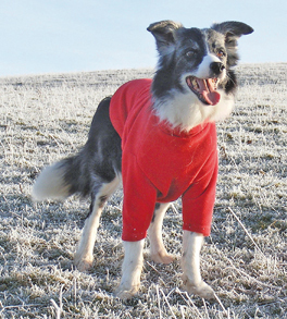 Hotter Dog Jumper